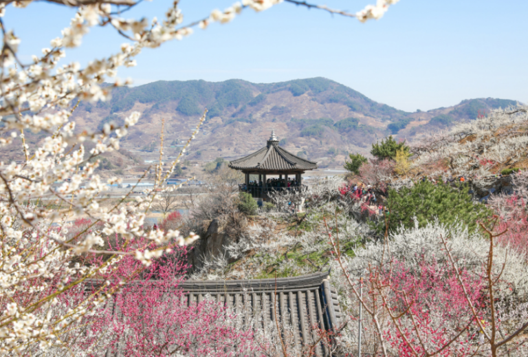 2026 광양 매화축제