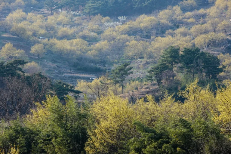 수유 봄 여행 (출처 : 한국관광공사)